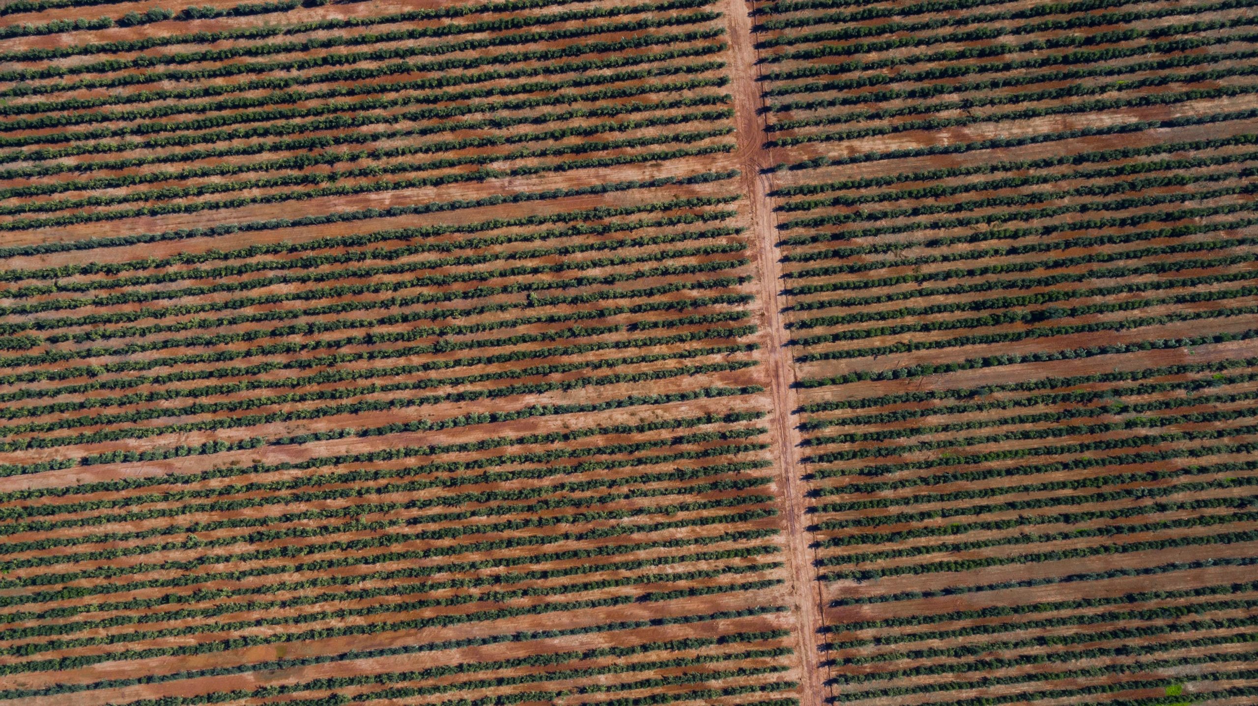 Large-scale agricultural plantation representing standardized planting bases